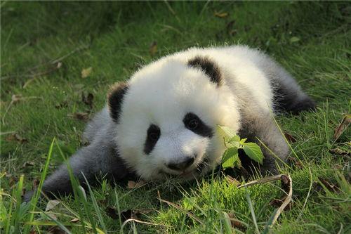 比熊猫更不擅长恋爱的我们,揭秘现代人的爱情困境