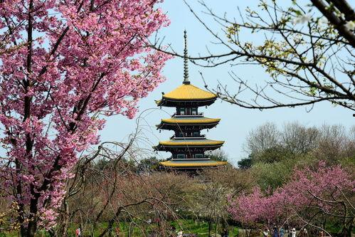 樱之塔,穿越时空的奇幻冒险之旅